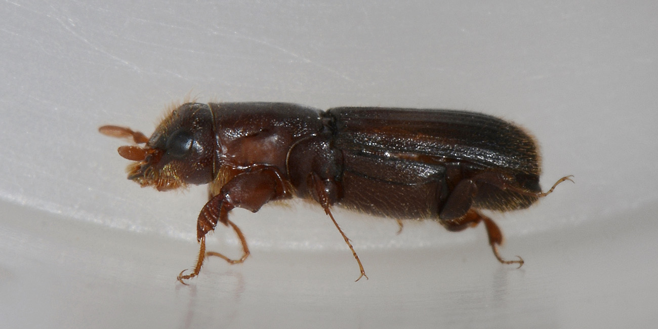 Platypus cylindrus (Curculionidae)